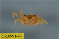 藏品(平背蜞)的圖片